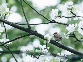 复眼的昆虫有哪些